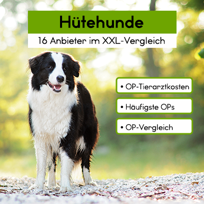 Hunde-OP Versicherung für Hütehunde