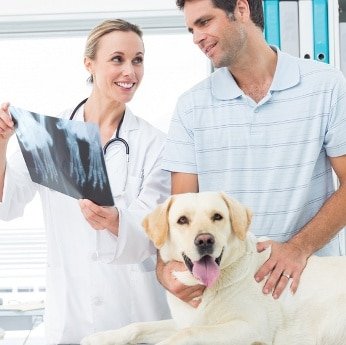 Welche Versicherungen gibt es für Hunde? Welche Versicherungen gibt es für Hunde