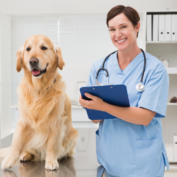 Hundekrankenversicherung Golden Retriever