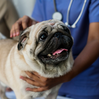 Hunde-Op Versicherung für Mops