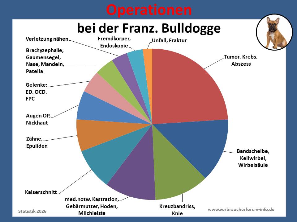 Häufige Französische Bulldogge Krankheiten und Eingriffe