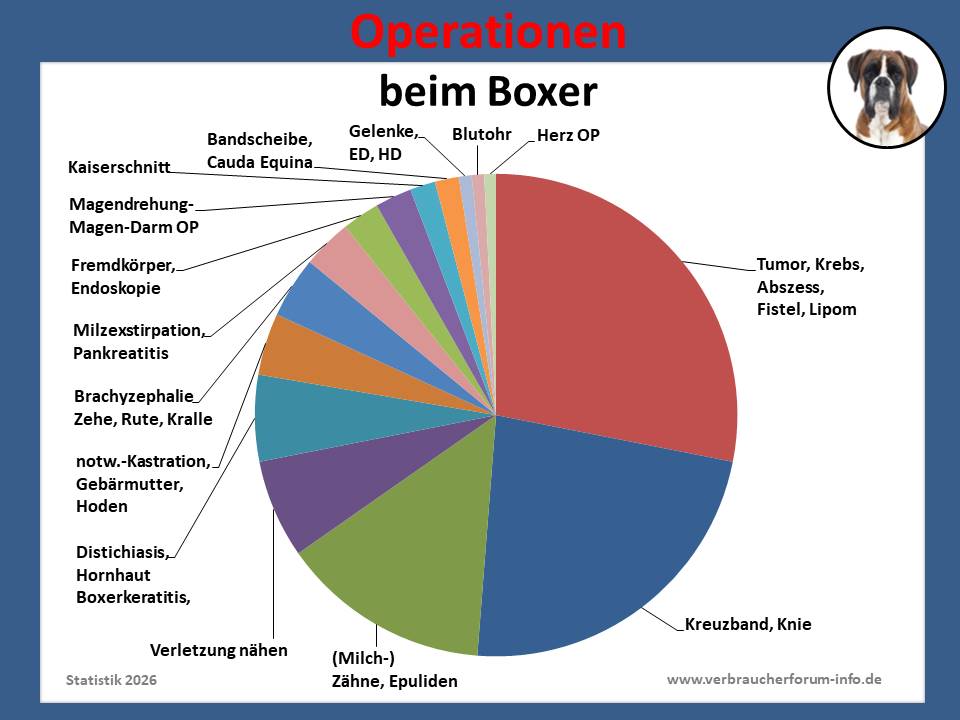 Hunde-OP-Versicherung für Operationen beim Boxer