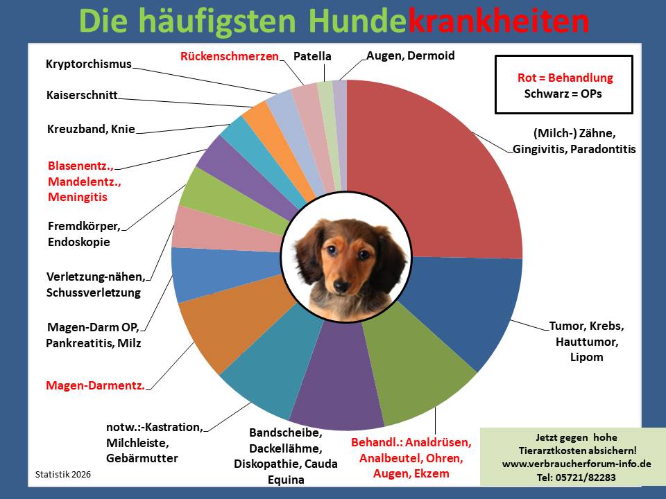 Hundekrankenversicherung für Dackel Krankheiten und Tierarztkosten