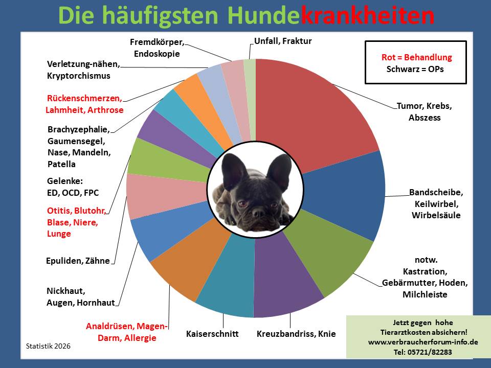Hundekrankenversicherung für Französische Bulldogge Krankheiten und Tierarztkosten