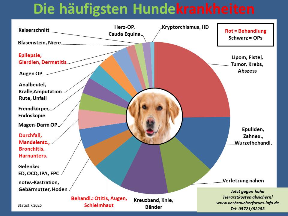 Hundekrankenversicherung für Golden Retriever Krankheiten und Tierarztkosten