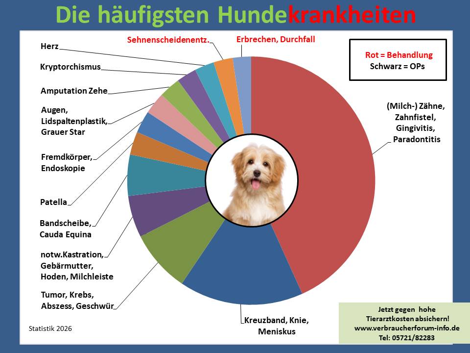 Hundekrankenversicherung für Havaneser Krankheiten und Tierarztkosten