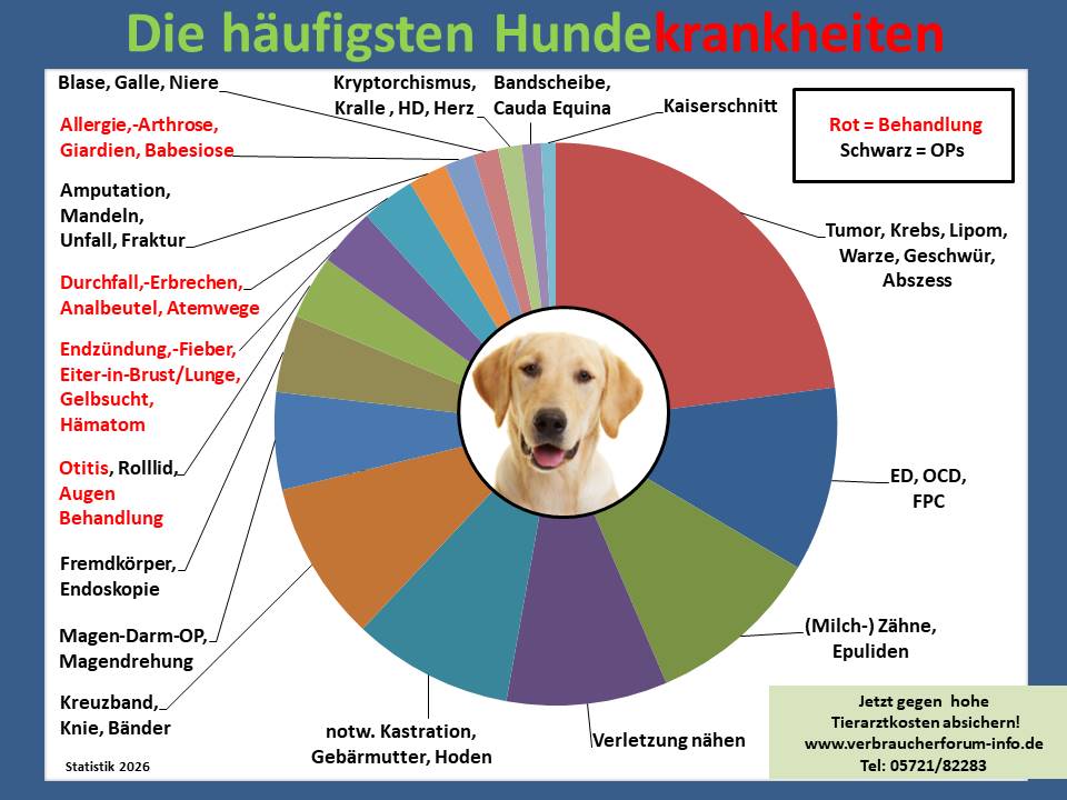 Hundekrankenversicherung für Labrador Krankheiten und Tierarztkosten