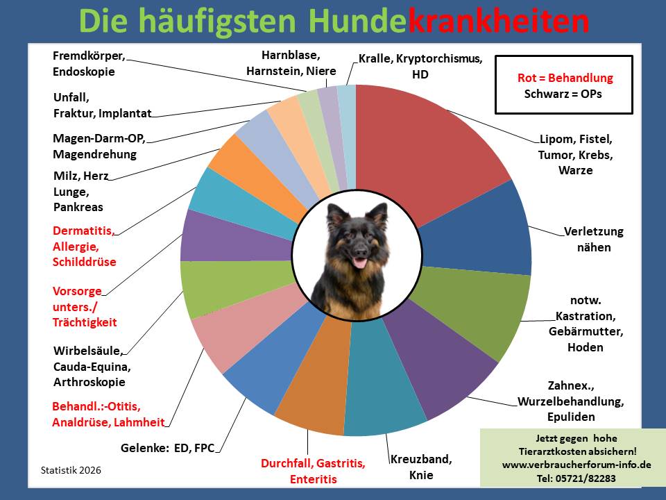 Hundekrankenversicherung für Schäferhund Krankheiten und Tierarztkosten