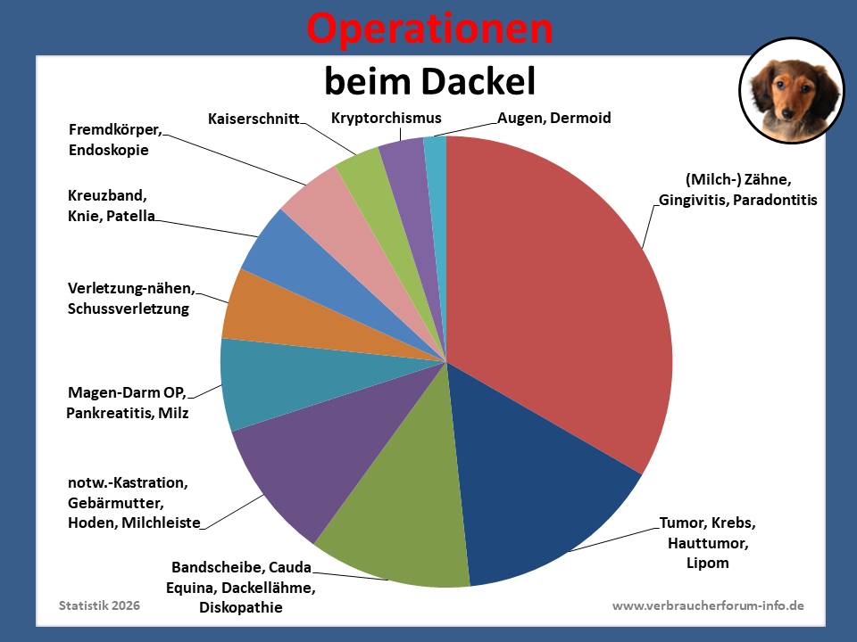 Hunde-OP-Versicherung für Dackel Operationen