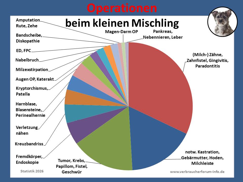 Hunde-OP-Versicherung für Operationen beim kleinen Mischling