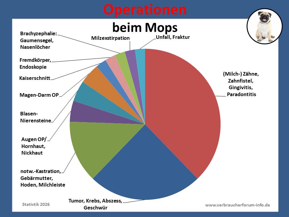 Hunde-OP-Versicherung für Mops Operationen