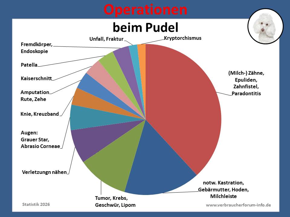 Hunde-OP-Versicherung für Pudel Operationen