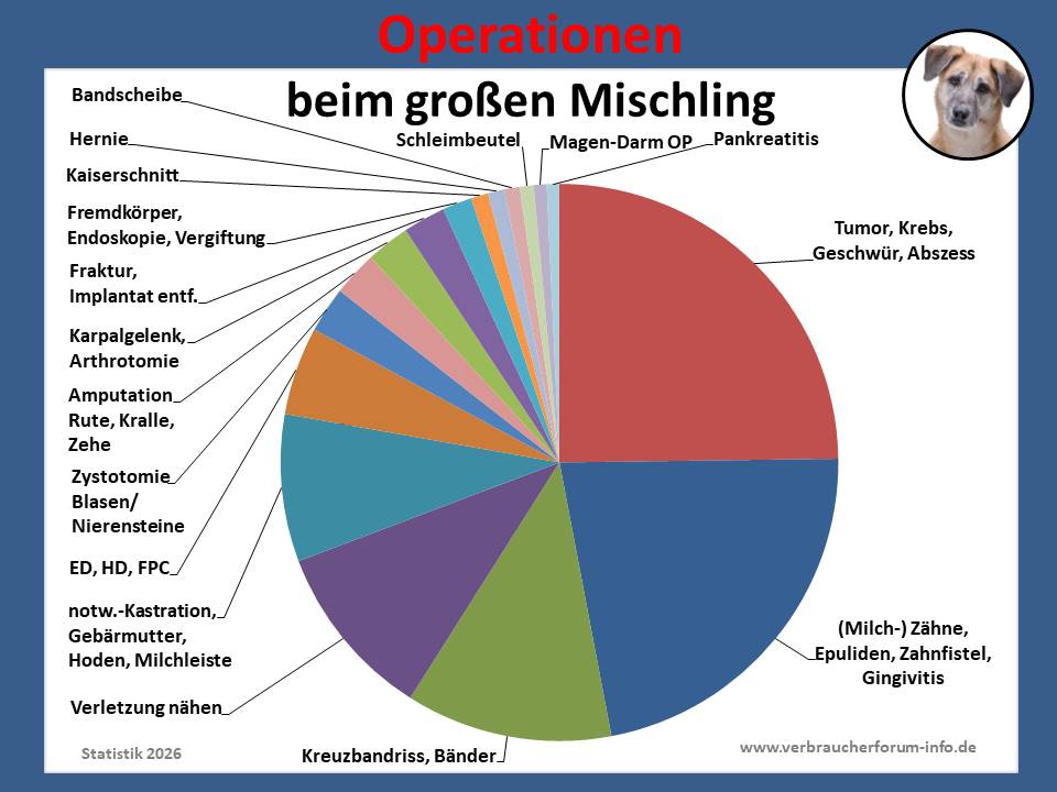 Krankheiten Statistik in der Hunde-OP Versicherung für Tierschutzhunde oder Hunde aus dem Ausland