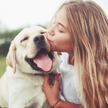 Hunde-OP Versicherung für Labrador