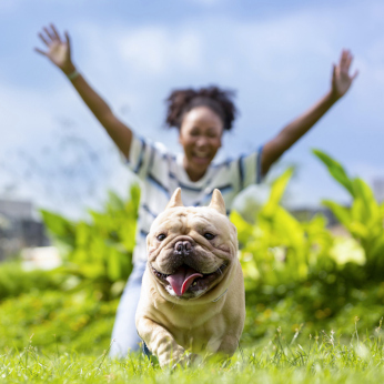 Hunde-Krankenversicherung für französische Bulldogge Hundekrankenversicherung für Französische Bulldogge