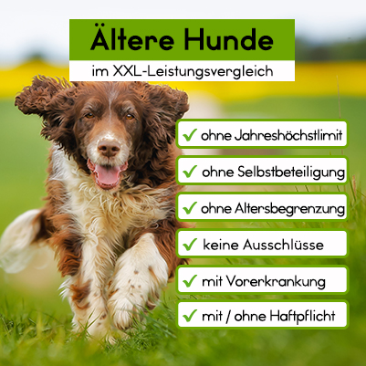 Hundekrankenversicherung für ältere Hunde ab 10 Jahre Hundekrankenversicherung für ältere Hunde ab 10 Jahre