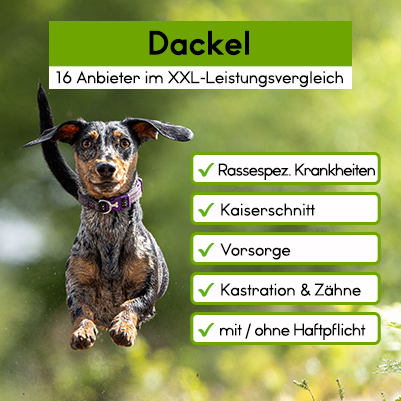 Hundekrankenversicherung für Dackel Hundekrankenversicherung für Dackel