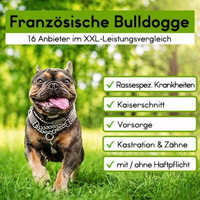 Hundekrankenversicherung für Französische Bulldogge