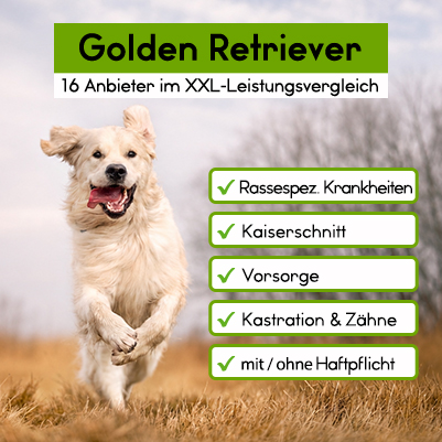 Hundekrankenversicherung Golden Retriever Hundekrankenversicherung Golden Retriever