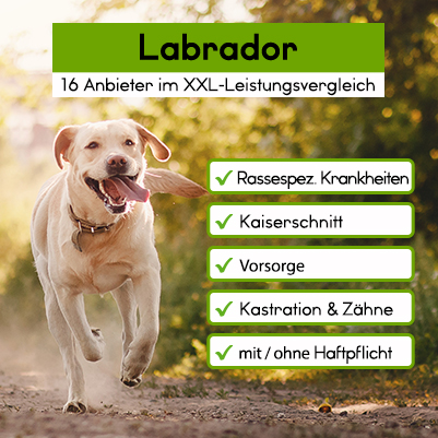 Hundekrankenversicherung für Labrador Hundekrankenversicherung für Labrador