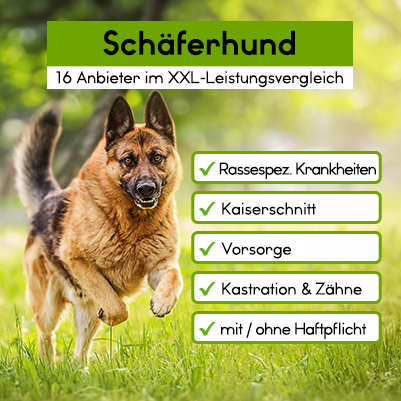 Hundekrankenversicherung für Schäferhund