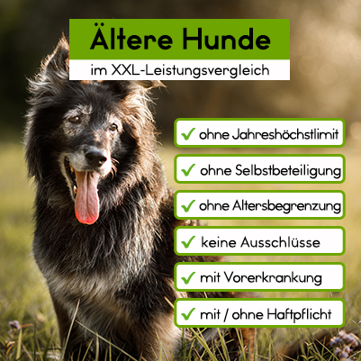 Hunde-OP Versicherung für ältere Hunde ab 10 Jahre