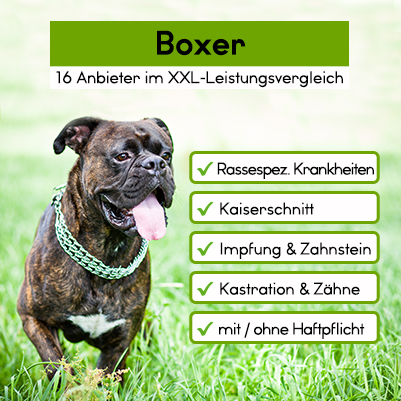 Hunde-Op Versicherung für Boxer