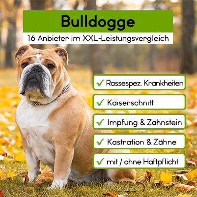 Hunde-Op Versicherung für Bulldogge Hunde-Op Versicherung für Bulldogge
