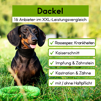 Hunde-OP Versicherung für Dackel Hunde-OP Versicherung für Dackel