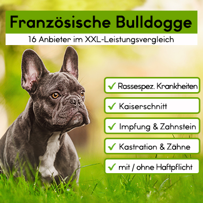 Hunde-OP Versicherung für Französische Bulldogge Hunde-Op Versicherung für Französische Bulldogge