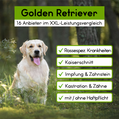 Hunde-OP Versicherung für Golden Retriever