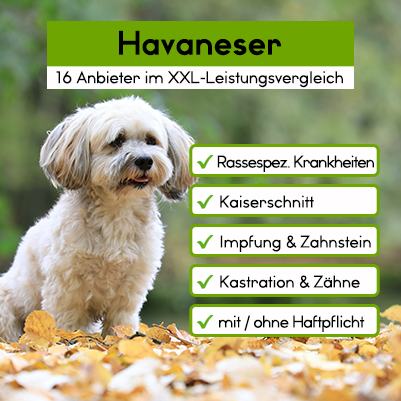 Hunde-Op Versicherung für Havaneser