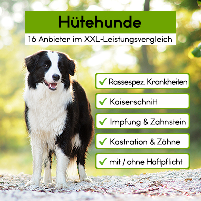 Hunde-OP Versicherung für Hütehunde Hunde-OP Versicherung für Hütehunde