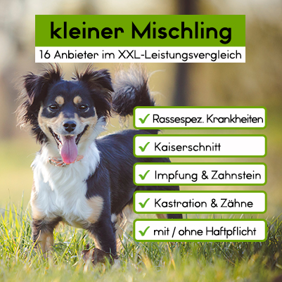 Hunde-Op Versicherung für kleinen Mischling