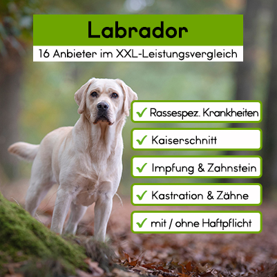 Hunde-OP Versicherung für Labrador Hunde-OP Versicherung für Labrador