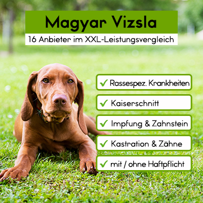 Hunde-OP Versicherung für Magyar Vizsla