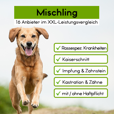 Hunde-OP Versicherung für Mischling Hunde-OP Versicherung für Mischling