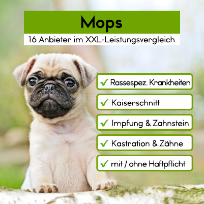 Hunde-Op Versicherung für Mops Hunde-Op Versicherung für Mops