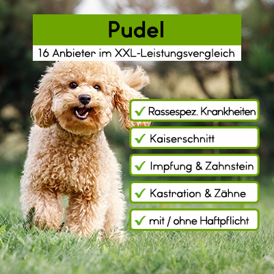 Hunde-OP Versicherung für Pudel