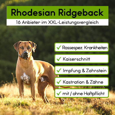 Hunde-OP Versicherung für Rhodesian Ridgeback Hunde-OP Versicherung für Rhodesian Ridgeback