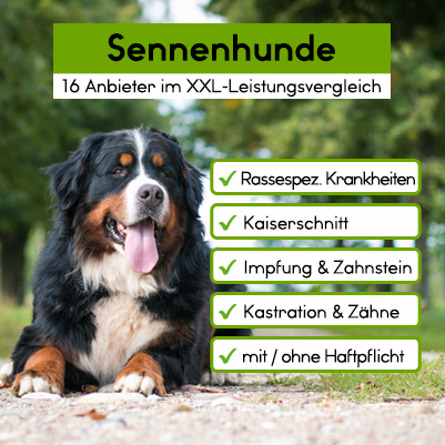 Hunde-OP Versicherung für Sennenhunde