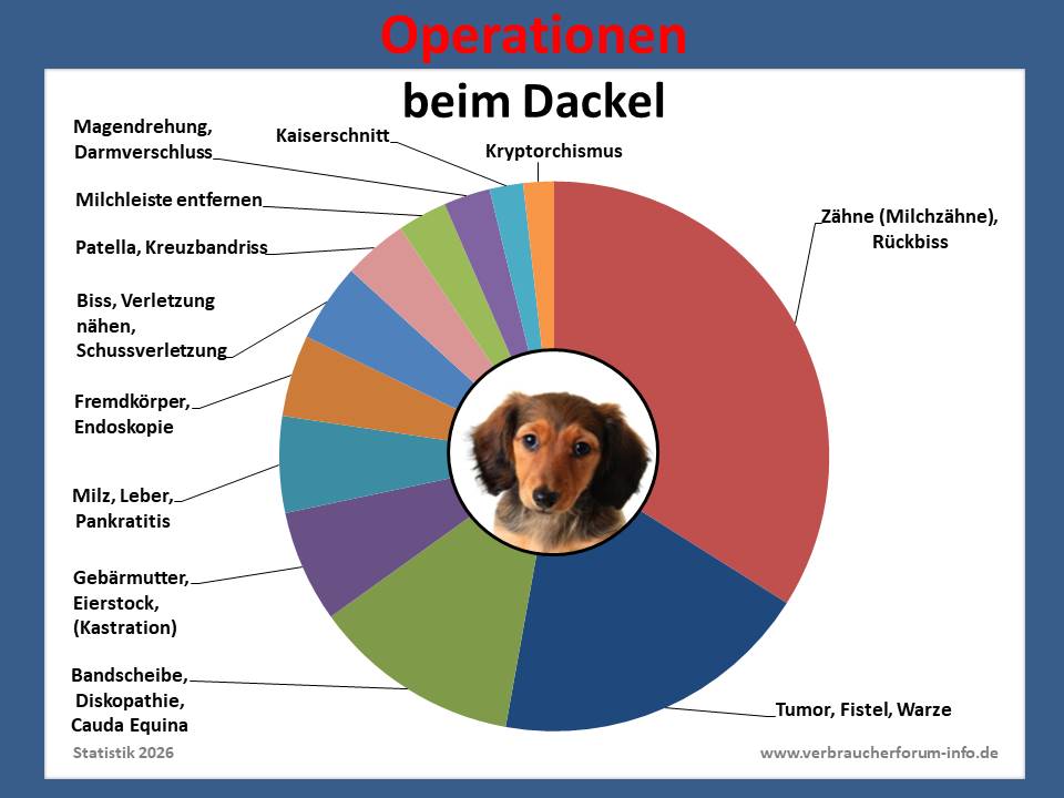 Hunde-OP-Versicherung für Dackel Operationen