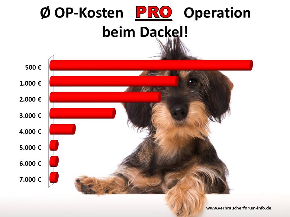 Was kosten Operationen beim Dackel?