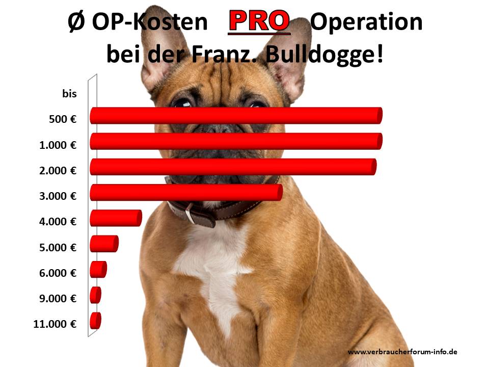 Wie teuer sind Operationen bei der Französischen Bulldogge?