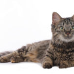 Zahnversicherung Katze