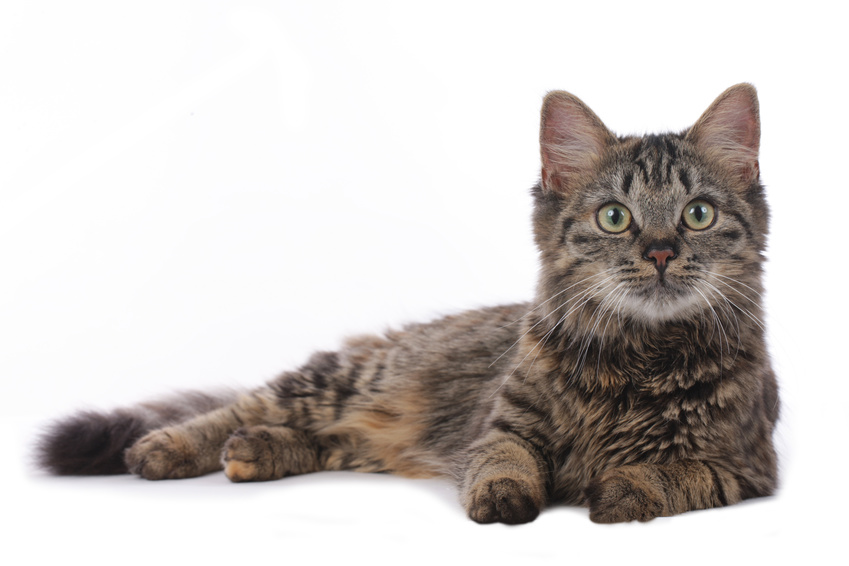 Zahnversicherung Katze