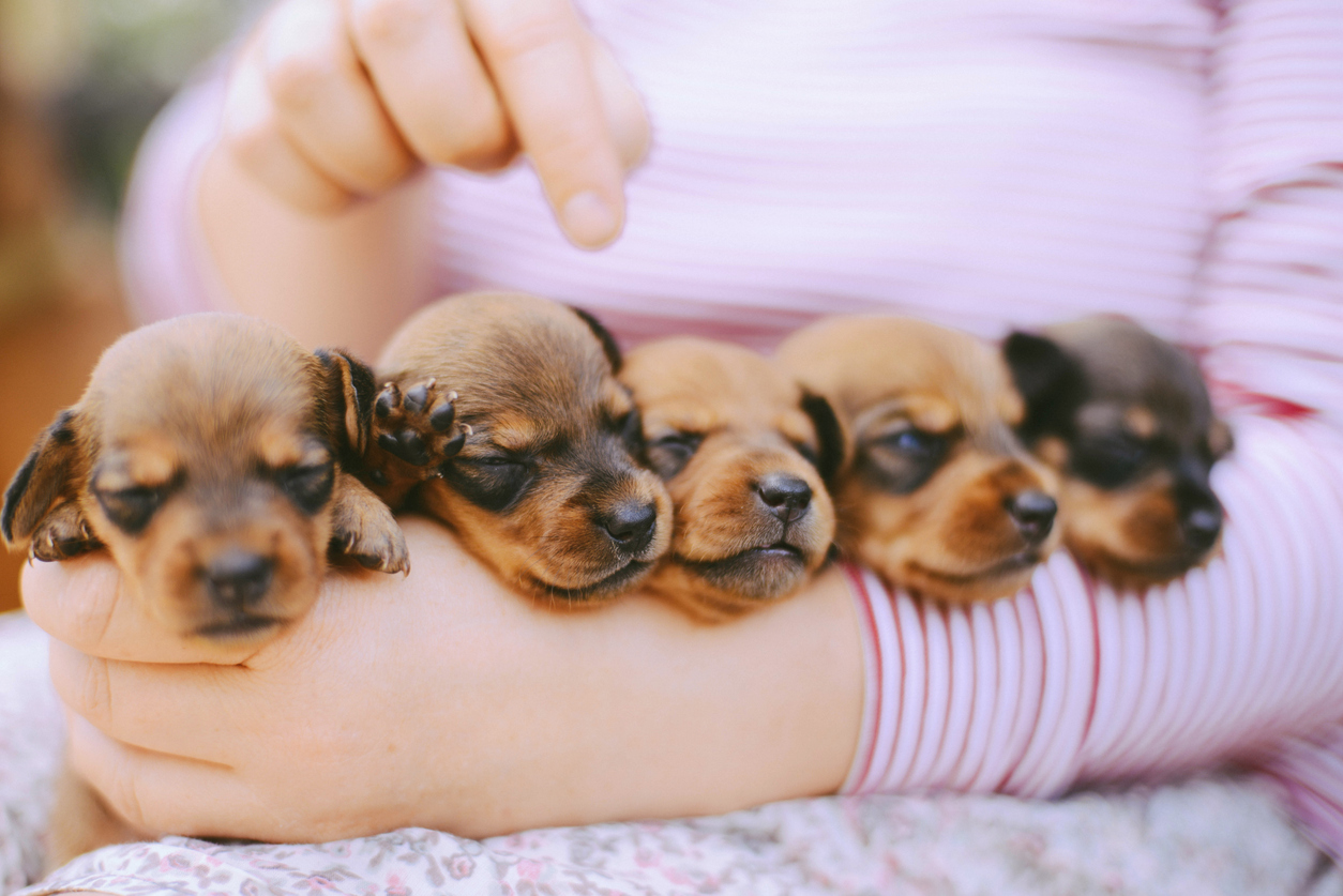 Züchterversicherung für Hunde