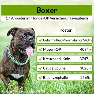 Hunde-Op Versicherung für Boxer