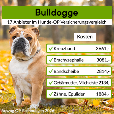 Hunde-Op Versicherung für Bulldogge