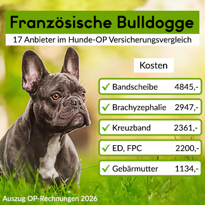 Hunde-OP Versicherung für Französische Bulldogge Hunde-Op Versicherung für Französische Bulldogge